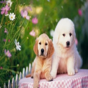 情绪能遗传吗？